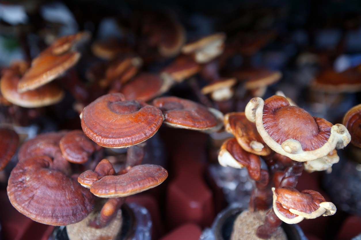 Heilpilz Reishi – die wichtigsten Wirkstoffe im Überblick